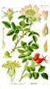 ROSEHIP 50g from Flos