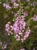 HEATHER FLOWER 50g - FLOS